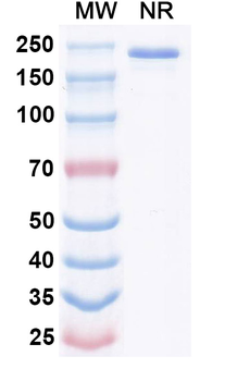 IL34 Rat Monoclonal Antibody