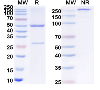 IL4 Mouse Monoclonal Antibody