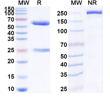 IL2 Rat Monoclonal Antibody