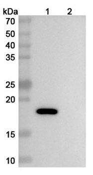 IL2 Rat Monoclonal Antibody