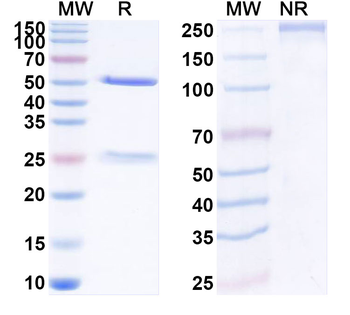 IL2 Rat Monoclonal Antibody