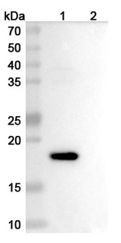 IL2 Rat Monoclonal Antibody