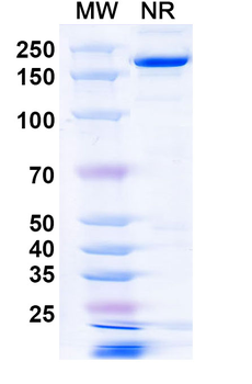 FGF2/bFGF Mouse Monoclonal Antibody