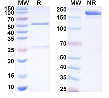 FGF13 Mouse Monoclonal Antibody