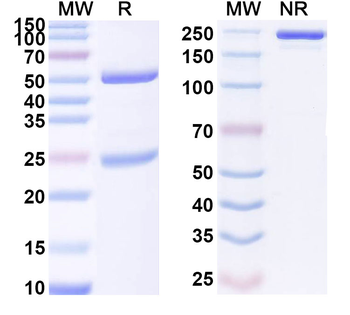 CXCL10/IP-10 Rat Monoclonal Antibody