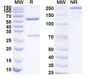 CXCL12/SDF-1 Mouse Monoclonal Antibody