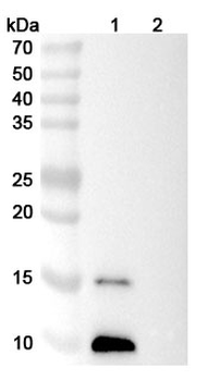 CXCL12/SDF-1 Mouse Monoclonal Antibody