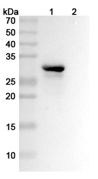 HMGB1 Rat Monoclonal Antibody