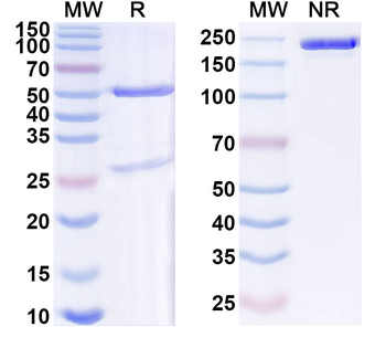 SERPINE1/PAI-1 Human Monoclonal Antibody