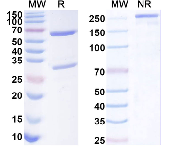 GPC3 Rat Monoclonal Antibody