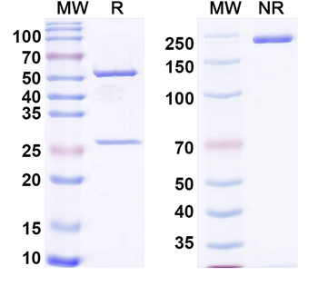 COL2A1 Rat Monoclonal Antibody
