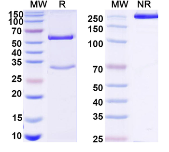 TROP2/TACSTD2/TROP-2 Mouse Monoclonal Antibody