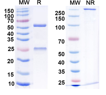 RABV G/Glycoprotein Human Monoclonal Antibody