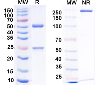 RABV G/Glycoprotein Human Monoclonal Antibody