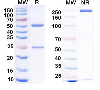 RABV G/Glycoprotein Human Monoclonal Antibody