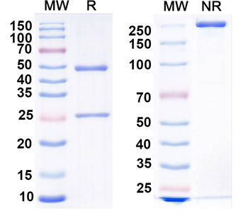 RABV G/Glycoprotein Mouse Monoclonal Antibody