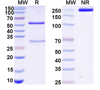 VSV G/Glycoprotein G Human Monoclonal Antibody