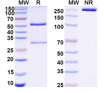 VSV G/Glycoprotein G Human Monoclonal Antibody