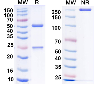 VSV G/Glycoprotein G Human Monoclonal Antibody
