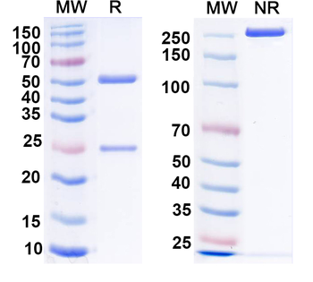 VSV G/Glycoprotein G Human Monoclonal Antibody