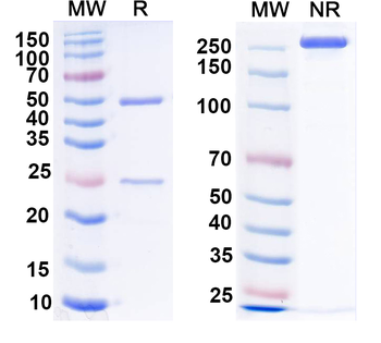 VSV G/Glycoprotein G Human Monoclonal Antibody