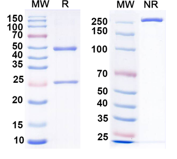 VSV G/Glycoprotein G Human Monoclonal Antibody