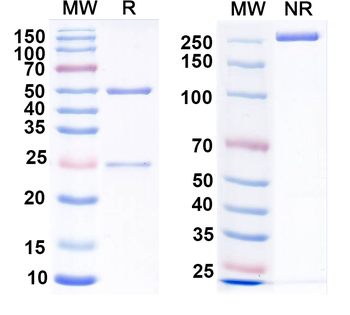 VSV G/Glycoprotein G Human Monoclonal Antibody
