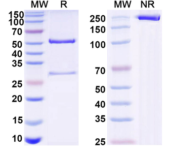 VSV G/Glycoprotein G Human Monoclonal Antibody