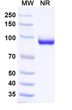 VSV NP/Nucleoprotein Monoclonal Antibody
