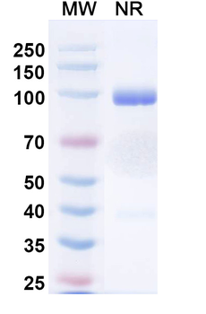 VSV NP/Nucleoprotein Human Monoclonal Antibody