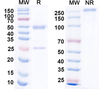 CHIKV p130/Structural polyprotein Human Monoclonal Antibody