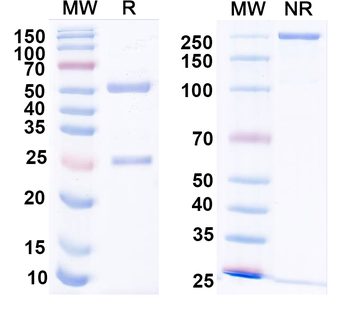 CHIKV p130/Structural polyprotein Human Monoclonal Antibody