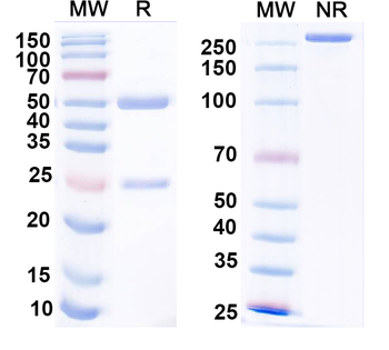HCV p21/Mature core protein Human Monoclonal Antibody