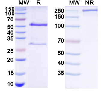 HCV Genome polyprotein Human Monoclonal Antibody