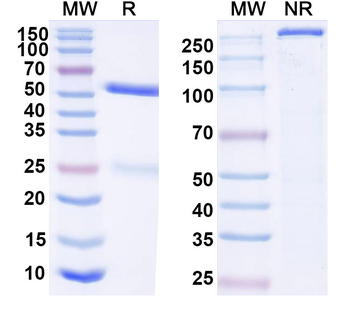HCV NS1/gp68/gp70/Envelope glycoprotein E2 Human Monoclonal Antibody