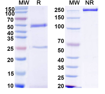 HCV NS1/gp68/gp70/Envelope glycoprotein E2 Human Monoclonal Antibody