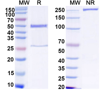 HCV NS1/gp68/gp70/Envelope glycoprotein E2 Human Monoclonal Antibody