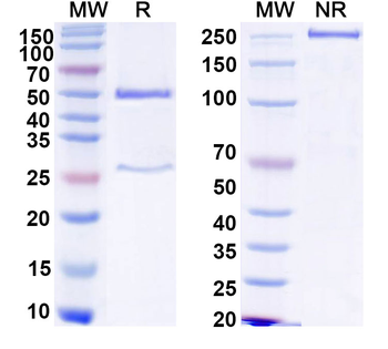 HCV NS1/gp68/gp70/Envelope glycoprotein E2 Human Monoclonal Antibody