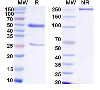 HCV NS1/gp68/gp70/Envelope glycoprotein E2 Human Monoclonal Antibody
