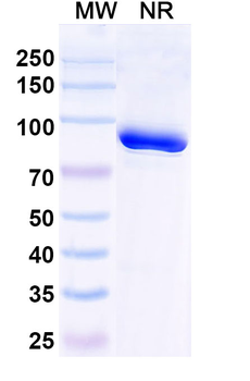 HPV16 E6/Protein E6 Mouse Monoclonal Antibody