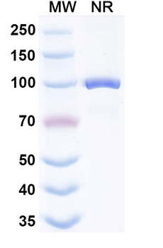 HPV16 E7/Protein E7 Mouse Monoclonal Antibody