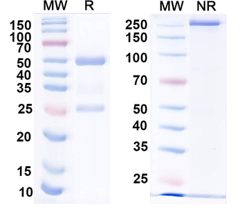 HPV16 L1/Major capsid protein L1 Human Monoclonal Antibody