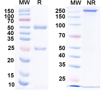 HPV16 L1/Major capsid protein L1 Mouse Monoclonal Antibody