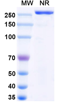 HRSV-A/B G/Major surface glycoprotein G Human Monoclonal Antibody