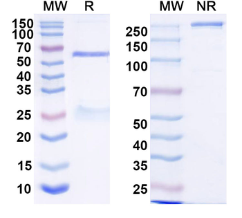 HRSV-A F/Fusion glycoprotein F0 Human Monoclonal Antibody