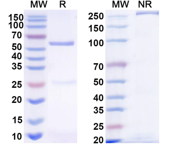 HRSV-A/BRSV F/Fusion glycoprotein F0 Human Monoclonal Antibody