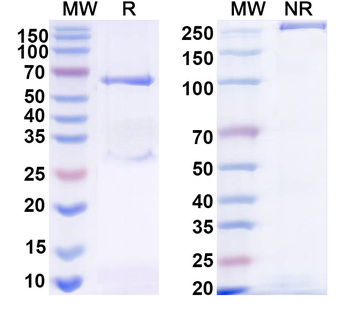 HRSV-A/BRSV F/Fusion glycoprotein F0 Human Monoclonal Antibody