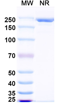 HeV/NiV F/Fusion glycoprotein F0 Mouse Monoclonal Antibody