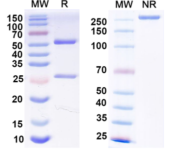 HeV/NiV F/Fusion glycoprotein F0 Mouse Monoclonal Antibody