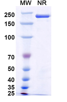 HeV/NiV F/Fusion glycoprotein F0 Mouse Monoclonal Antibody